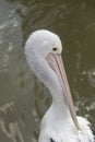 Grooming Pelican Royalty Free Stock Photo