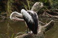 Grooming pelican Royalty Free Stock Photo