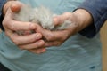 Grooming. Pets. A man is holding a bundle of gray cat hair in his hands. A ball of tangled cat hair