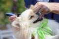 Grooming pets, salon. Groomer hands combing dog hair with a comb