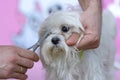 Grooming pets, salon. Groomer hands cut dog hair with scissors