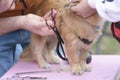 Grooming pets, salon. Groomer hands cut dog hair with scissors