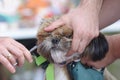 Grooming pets, salon. Groomer hands cut dog hair with scissors