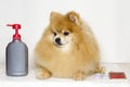 Grooming pomeranian. shampoo, conditioner, comb for a dog. pet care. washing long-haired thoroughbred German Spitz. animal hygiene