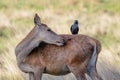 Grooming Red Deer female hind Cervus elaphus with jackdaw Royalty Free Stock Photo