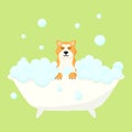 Grooming salon. Banner for grooming salon. Cute akita in a bubble bath. Pet care.