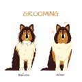 Grooming salon. Collie dog trimming before and after