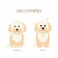 Grooming salon. Maltese miniature Poodle dog trimming before and after