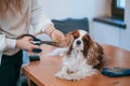 In grooming salon, a woman uses scissors to trim hair on dog`s ears. Cavalier King Charles Spaniel. Dog care.Grooming. Shearing o Royalty Free Stock Photo