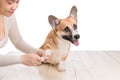 Grooming service. Close up of dog getting his hair cut at the gr Royalty Free Stock Photo