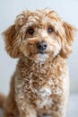 Before and after grooming session of a messy, unkempt pet transformed into a polished, happy companion