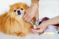 Grooming a wet dog. Master groomer combing, drying hair, claw cutting of Pomeranian.