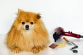 Grooming wet Pomeranian dog. Hairdresser salon for pets. Owner taking care of spitz at home