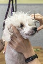 Grooming the white poodle in dog grooming salon. Royalty Free Stock Photo