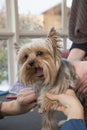 Grooming Yorkshire Terrier. Royalty Free Stock Photo