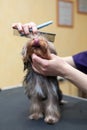 Grooming dog haircut Royalty Free Stock Photo