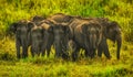 Groop of elephant