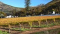 Groot Constantia vineyard Royalty Free Stock Photo