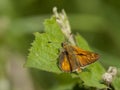 Groot dikkopje, Large Skipper, Ochlodes sylvanus Royalty Free Stock Photo