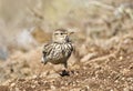 Grootsnavelleeuwerik, Large-billed Lark, Galerida magnirostris Royalty Free Stock Photo