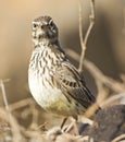 Grootsnavelleeuwerik, Large-billed Lark, Galerida magnirostris Royalty Free Stock Photo