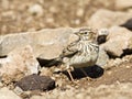 Grootsnavelleeuwerik, Large-billed Lark, Galerida magnirostris Royalty Free Stock Photo