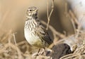 Grootsnavelleeuwerik, Large-billed Lark, Galerida magnirostris Royalty Free Stock Photo