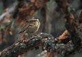 Grootsnavelwipstaart, Stout-billed Cinclode, Cinclodes excelsior