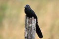 Groove-billed Ani Royalty Free Stock Photo