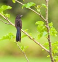 Groove-billed Ani Royalty Free Stock Photo