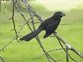 Groove Billed Ani Royalty Free Stock Photo