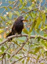 Groove-billed Ani close-up Royalty Free Stock Photo