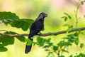 Groove-billed ani (Crotophaga sulcirostris). Cesar department. Wildlife and birdwatching in Colombia Royalty Free Stock Photo