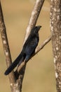 Groove-billed Ani - Crotophaga sulcirostris, special black cuckoo