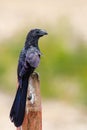 Groove-billed Ani Royalty Free Stock Photo