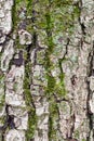 Grooved bark on mature trunk of apple tree Royalty Free Stock Photo