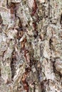 Grooved bark on mature trunk of larch tree