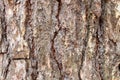 Grooved bark on mature trunk of pine tree close up