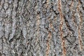 Grooved bark on old trunk of ashleaf maple tree