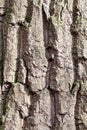 Grooved bark on old trunk of oak tree close up