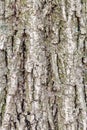 Grooved bark on old trunk of poplar tree close up