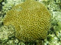 Grooved Brain Coral in Grenada, Eastern Caribbean. Royalty Free Stock Photo