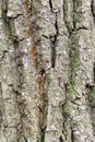 Grooved and mossy bark on old trunk of oak tree