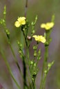 Grooved Yellow Flax   601778