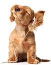 Grooving puppy Royalty Free Stock Photo