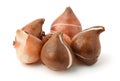 Grop of tulip bulbs Royalty Free Stock Photo