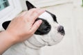 Grope a dog Royalty Free Stock Photo