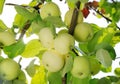 Grope of white apples on the branch Royalty Free Stock Photo