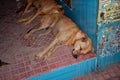 Gropu of Sleeping Stray dog / Street dog relaxing on bus stop inside in chennai, Tamilnadu, India. Stray dog on sleeping on indian Royalty Free Stock Photo