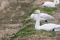 gropu of tundra swan in the winter rice field